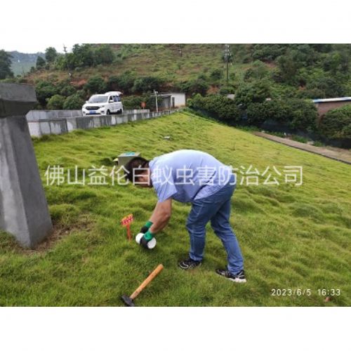 高明水利工程红火蚁防治